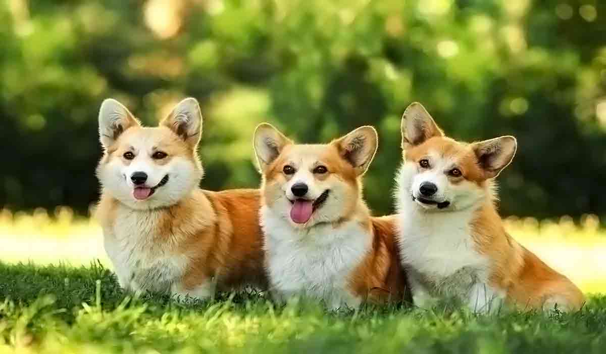 免费cc攻击测试