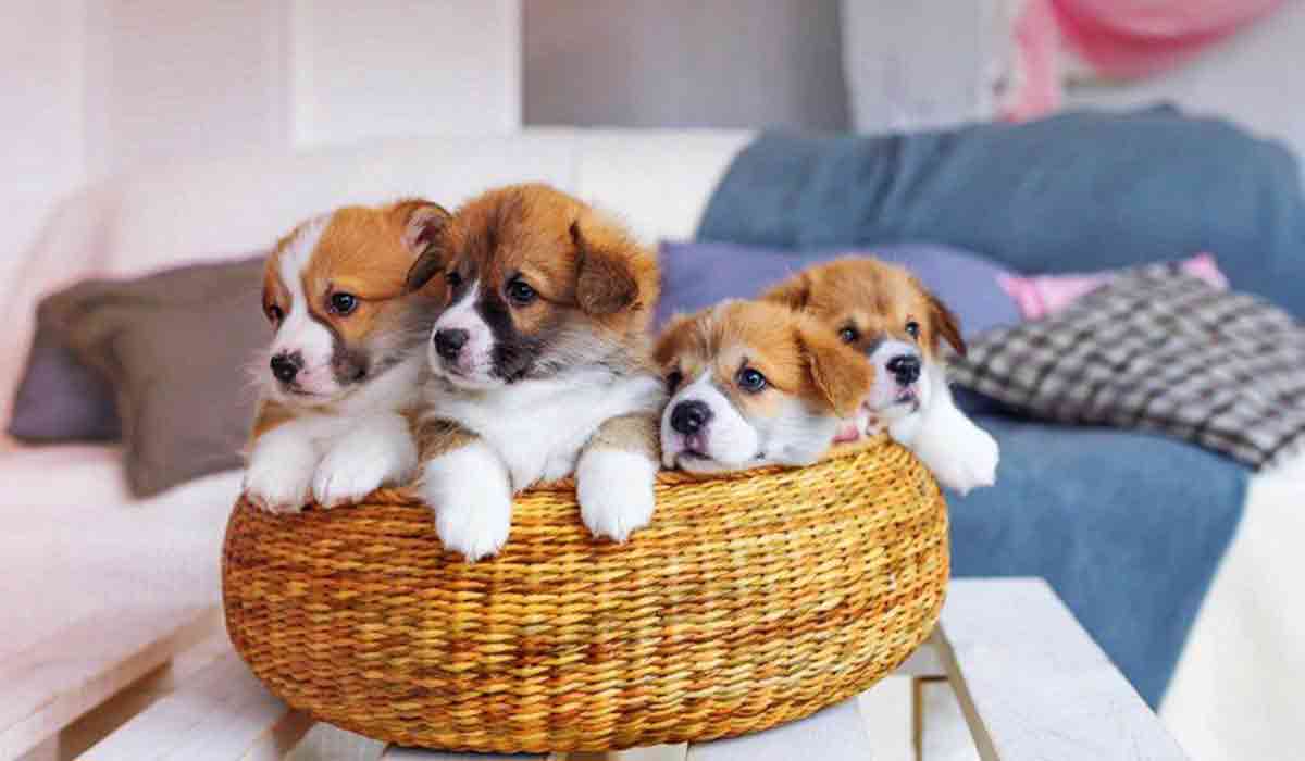 ddos在线攻击工具