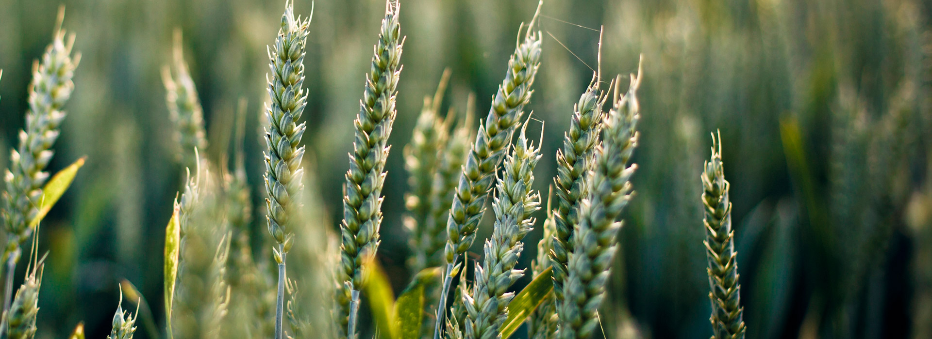 账号邀请平台的doss网站攻击