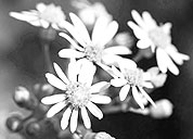 【便携版软件包】免安装的安卓ddos攻击工具